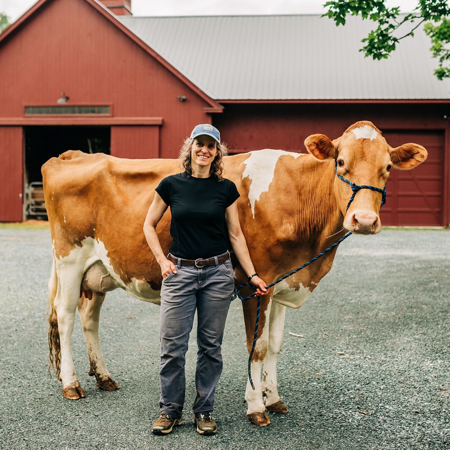 lightweight-tee-cow.jpg
