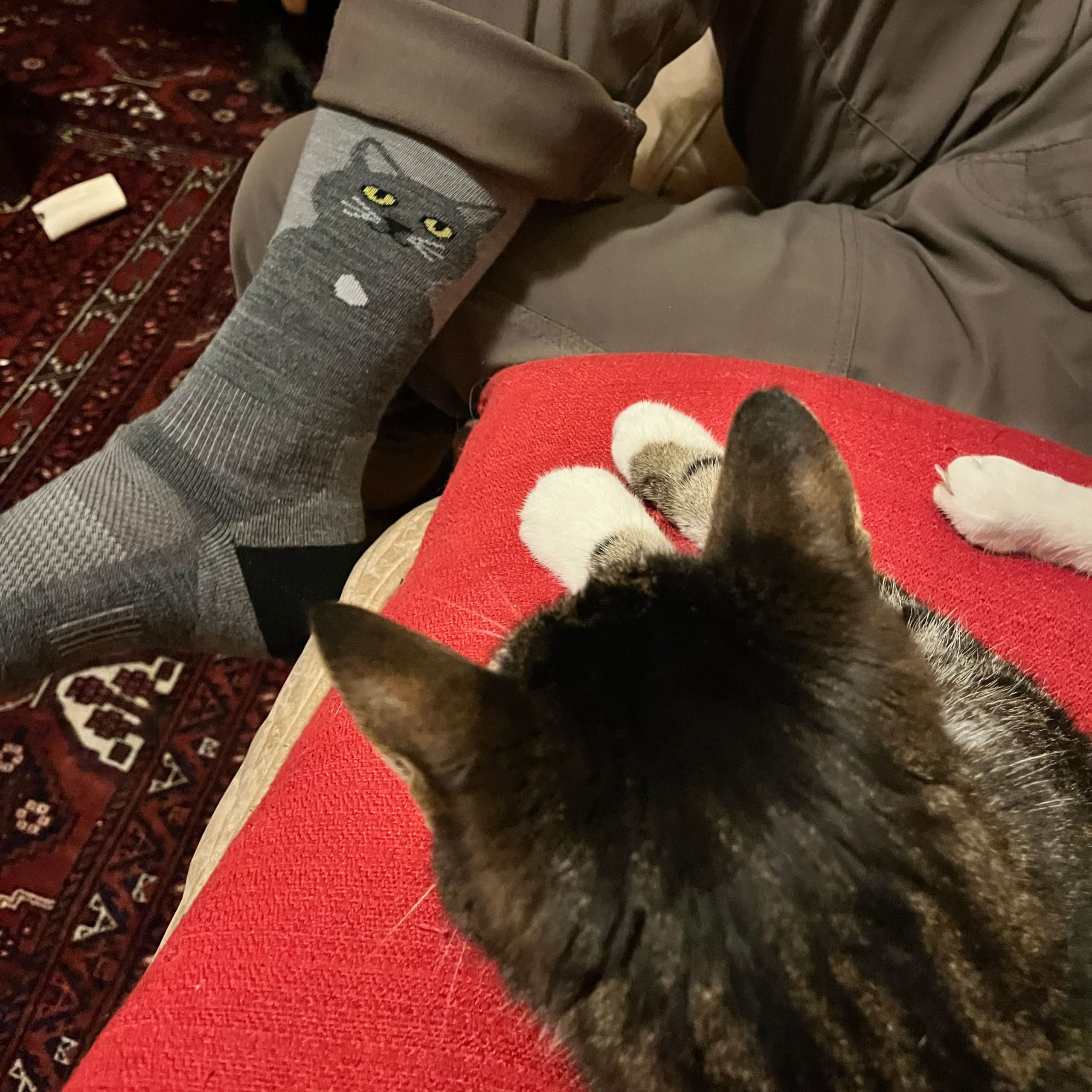 meowrino_wool.jpg